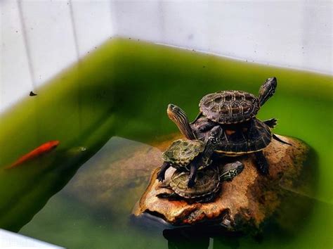 養烏龜要注意什麼